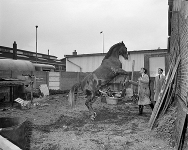 850366 Afbeelding van een steigerend paard bij de paardenstal van de bereden politie op het veemarktterrein ...